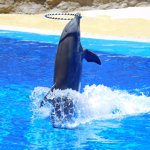 Le lobby des delphinariums conteste les avancées des ONG devant le Conseil d'État