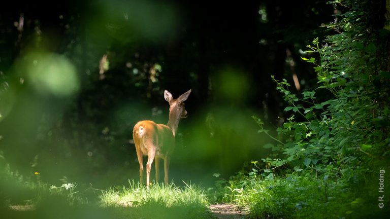 Pendant que les chasseurs n’y sont pas : tous dans la nature samedi 18 septembre !!