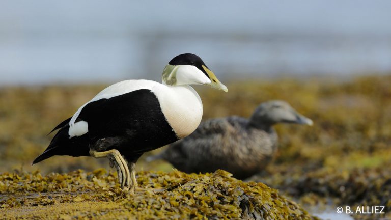 Dites NON à la chasse des oiseaux marins en bateau à moteur !