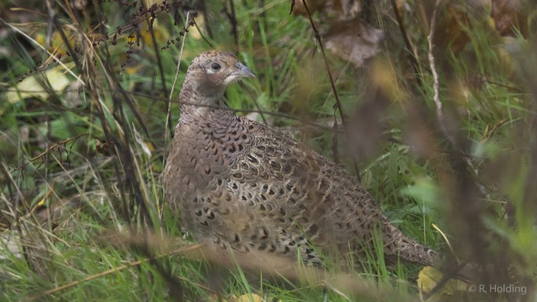 Pour protéger leurs 6000 faisans, les chasseurs vident le Montmorillonnais de ses prédateurs