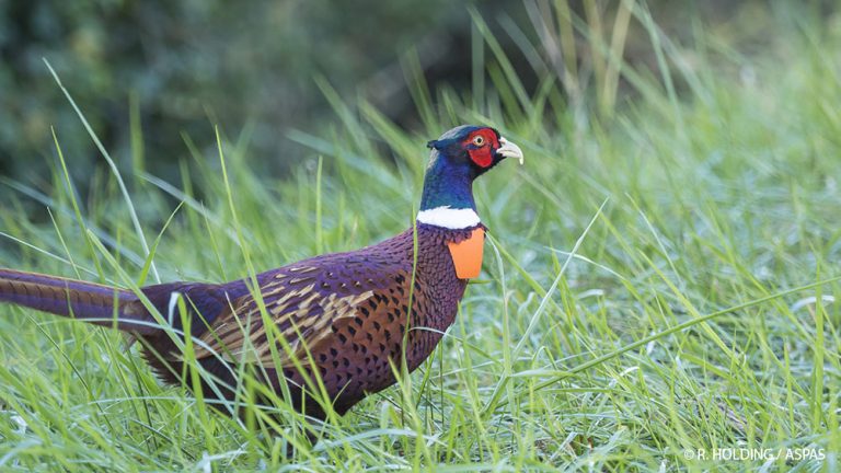 Grippe aviaire : les chasseurs privés de lâchers de faisans !