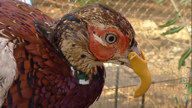 Suspension de la chasse loisir = élevages de gibier en crise !