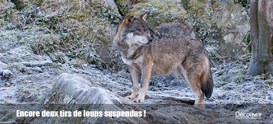 Encore deux tirs de loups suspendus !