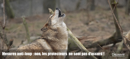 Mesures anti-loup : non, les protecteurs de la nature ne sont pas daccord !