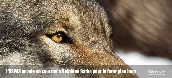 L’ASPAS envoie un courrier à Delphine Batho pour le futur plan loup