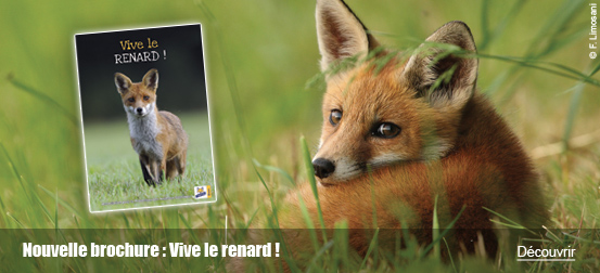 Vive le renard !