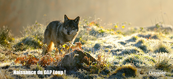 Naissance de CAP Loup !