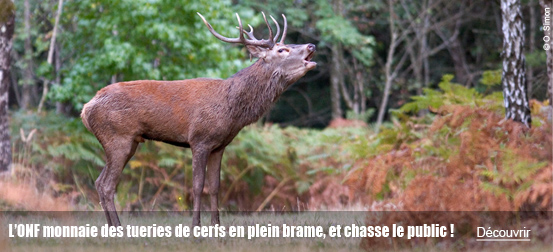 L’ONF monnaie des tueries de cerfs en plein brame, et chasse le public !