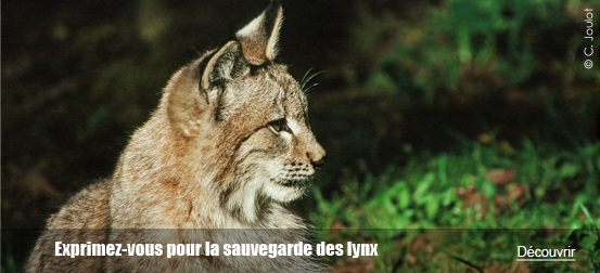 Exprimez-vous pour la sauvegarde des lynx