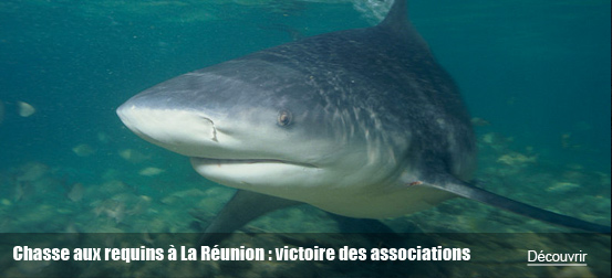 Chasse aux requins à la Réunion : Victoire juridique des associations