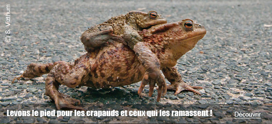 Levons le pied pour les crapauds et ceux qui les ramassent !