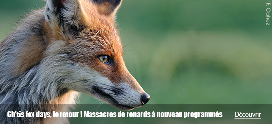 Ch'tis fox days, le retour ! Massacres de renards à nouveau programmés