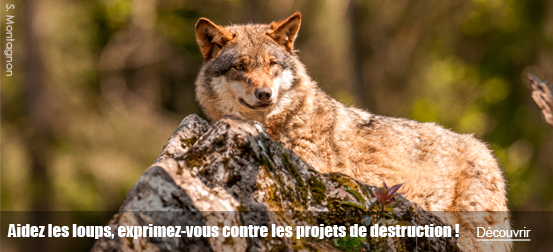 Aidez les loups, exprimez-vous contre les projets d'arrêtés de destruction de 36 loups !