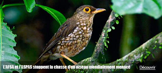 L'ASFA et l'ASPAS stoppent enfin la chasse en Guadeloupe d’un oiseau mondialement menacé