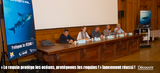 « Les requins protègent les océans, protégeons les requins ! », lancement réussi !