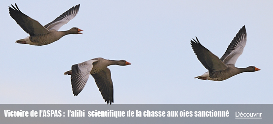 Victoire de l’ASPAS : le Conseil d’État sanctionne l’alibi scientifique de la chasse des oies en février