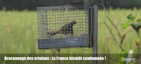 Braconnage des ortolans : La France bientôt condamnée !