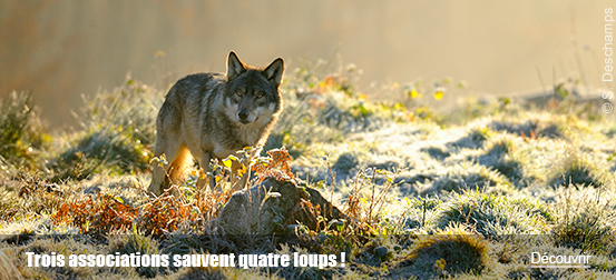 Trois associations sauvent quatre loups !