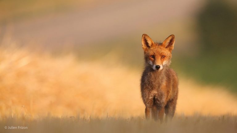 L’année 2019 de l’ASPAS : 6 bonnes nouvelles pour la nature !