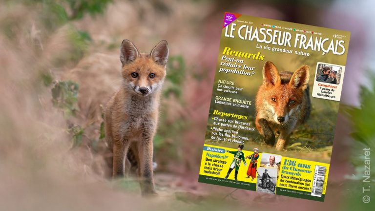 Aveu du "Chasseur Français" : la chasse aux renards, ça sert à rien !