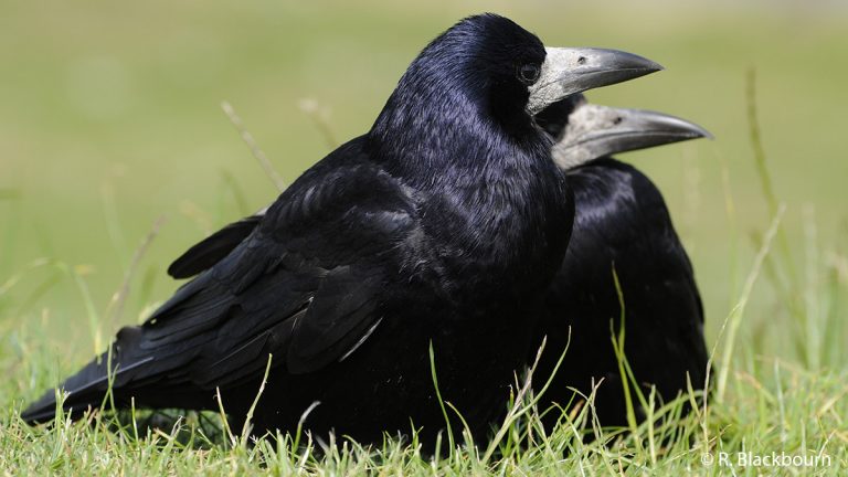 Victoire pour les corvidés de Bellac !