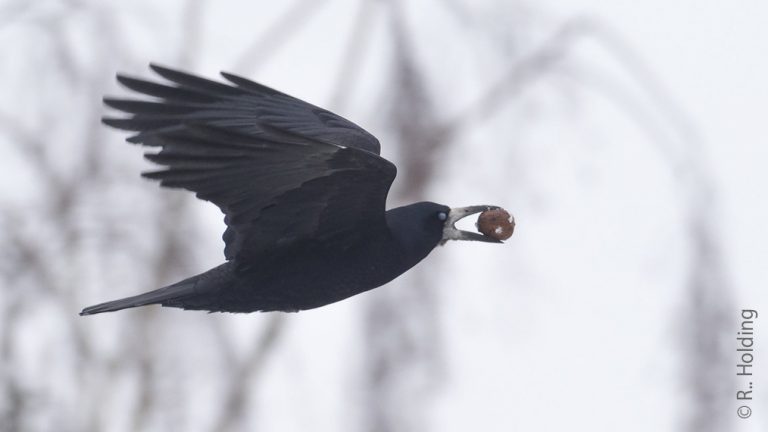 Un couple risque 1 500 euros d'amende pour avoir libéré un corbeau d’une cage-piège