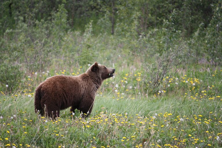 Des ours grizzly dans les Réserves de Vie Sauvage® de l'ASPAS !