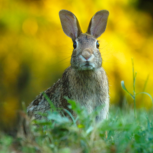 Sondage IFOP - AnimalPolitique : La cause animale pourrait influencer plus d'1 électeur sur 3