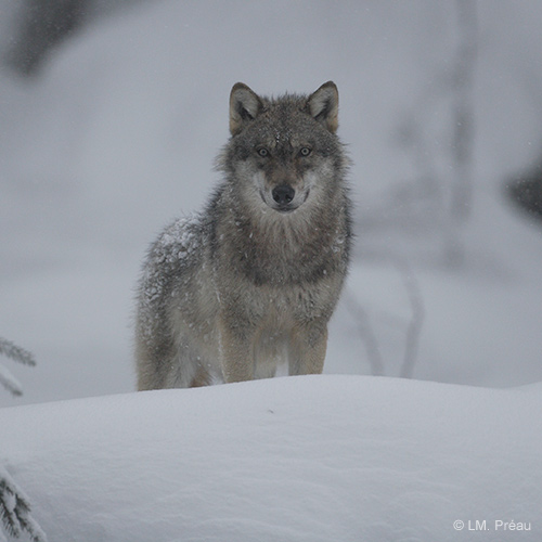 Sursis pour le loup dans la plaine des Vosges