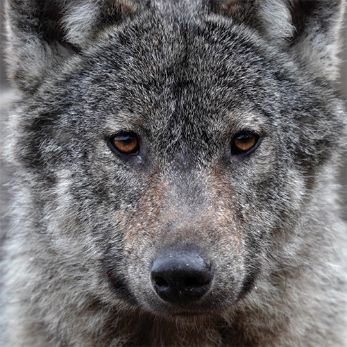 Calendrier ASPAS 2018 : un cadeau militant pour protéger les loups !