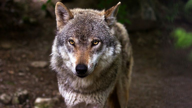 La France va encore tuer des loups en 2021