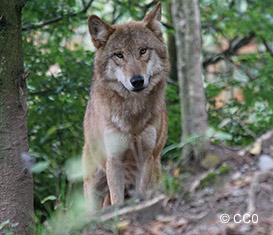 Loup : la justice sanctionne l'acharnement des fusils