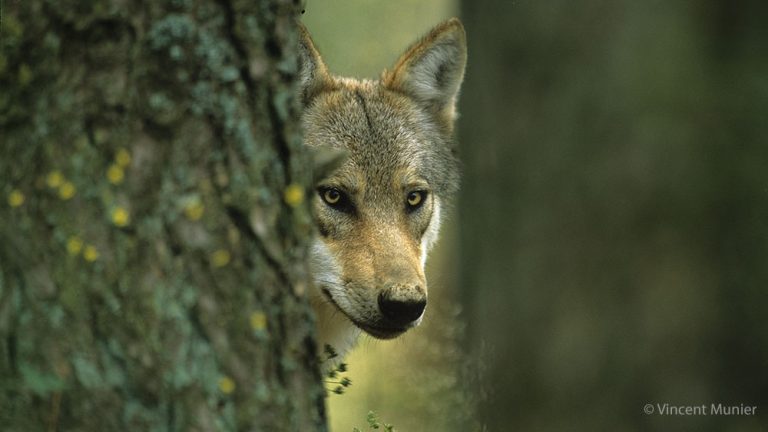 Nos forêts préfèrent les prédateurs aux chasseurs !