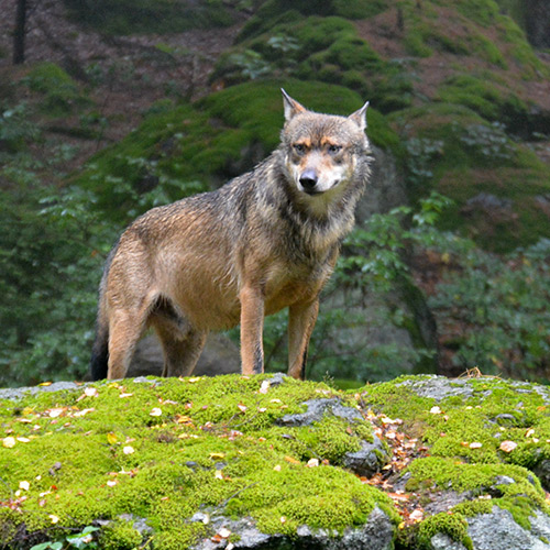 CAP Loup : Non, les associations ne cautionnent pas les orientations de l’État dans le dossier loup