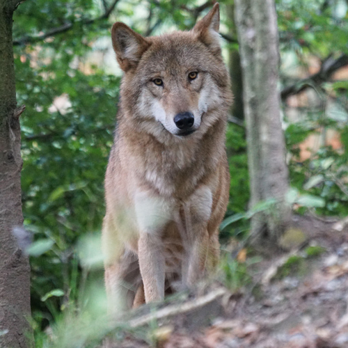 Comité loup : l'ASPAS et FERUS quittent la séance