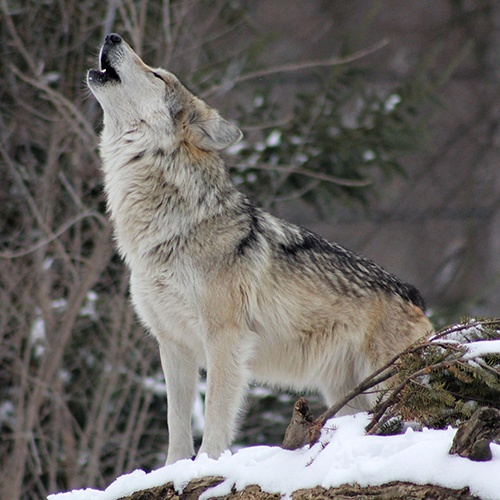 Aidez-nous à sauver 4 loups !