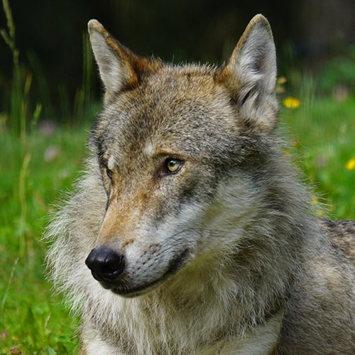 Dites NON à l’abattage de 40 loups !