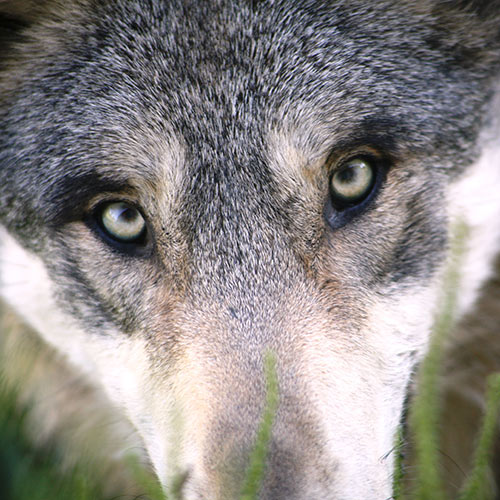 Victoire des Français et des loups !