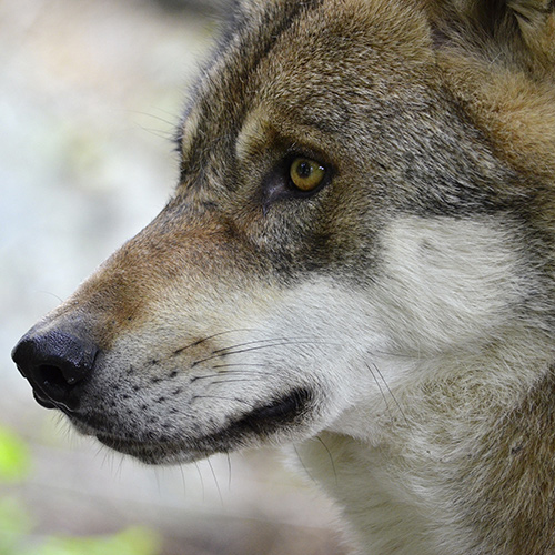 CAP Loup : écrivez à votre sénateur pour protéger les loups