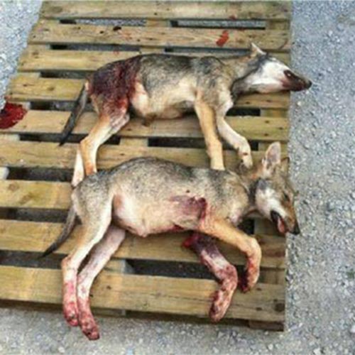 Tirs de loups illégaux : trois associations gagnent contre les préfets