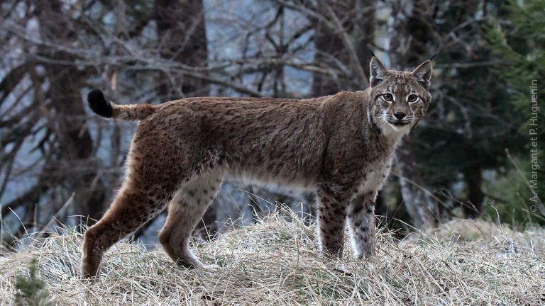 Pourquoi les chasseurs n'aiment pas les lynx