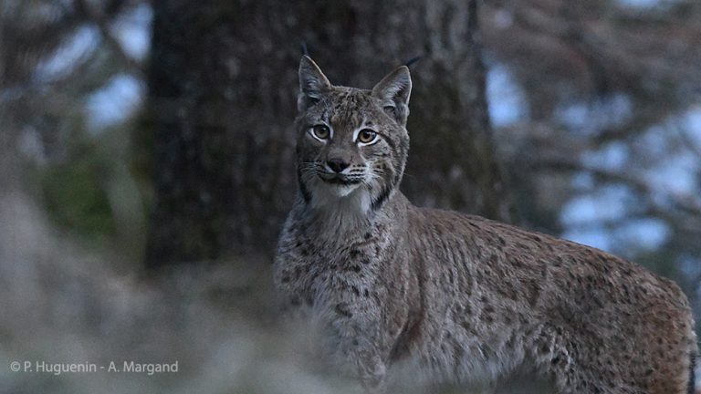 Lynx : un PNA qui manque d’ambition