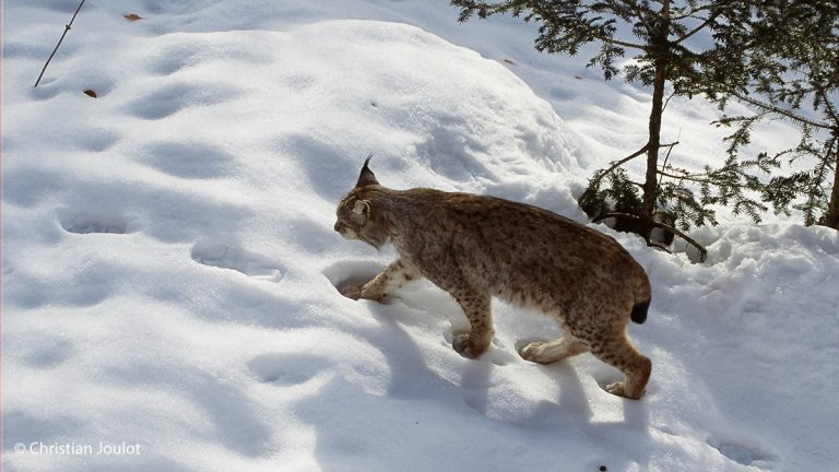 Et si on réintroduisait les lynx sur le Mont Ventoux ?