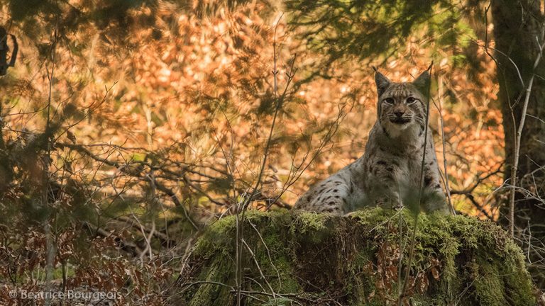 Les chasseurs veulent-ils "réguler" le lynx ?