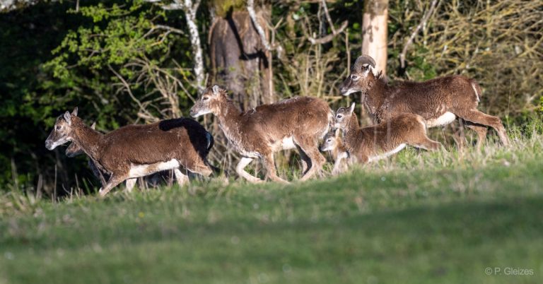 Annulation de la chasse aux mouflons en Lozère !