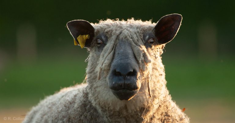 260 brebis tombées d’une falaise : pas de chien patou, pas de clôture, pas de berger