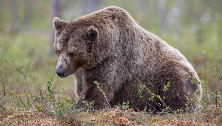 Un ours tué ? Cherchez le chasseur…