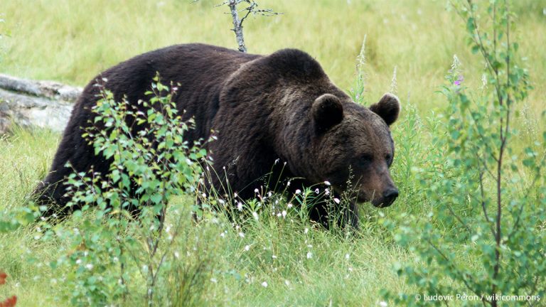 Ours et pastoralisme : une enquête exclusive de l'ASPAS