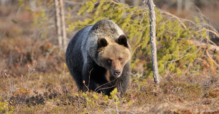 Lettre ouverte aux Préfets pyrénéens : Ne mettez pas en danger la vie des hommes et des ours !