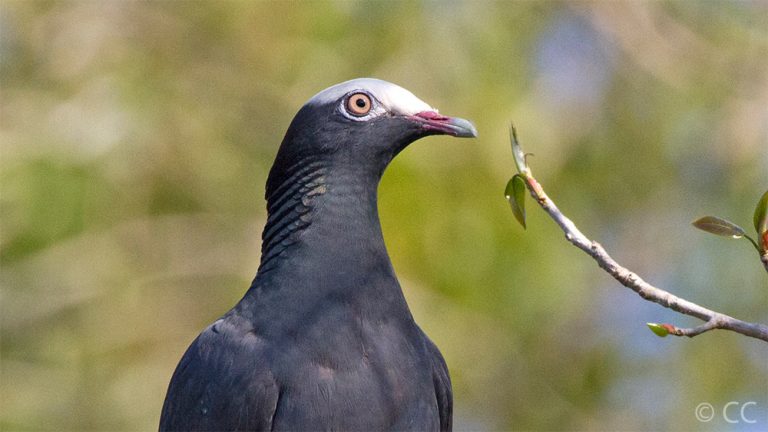 Enfin ! Grive et pigeon ne devraient pas être chassés en 2020-2021 en Guadeloupe